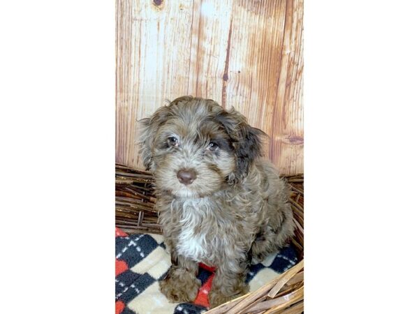 Cockadoodle DOG Male CHOC MERLE 6094 Petland Ashland, Kentucky