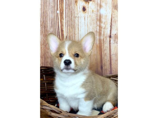 Pembroke Welsh Corgi DOG Male RED WH 6095 Petland Ashland, Kentucky