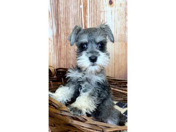 Miniature Schnauzer DOG Female Black/Tan 6091 Petland Ashland, Kentucky