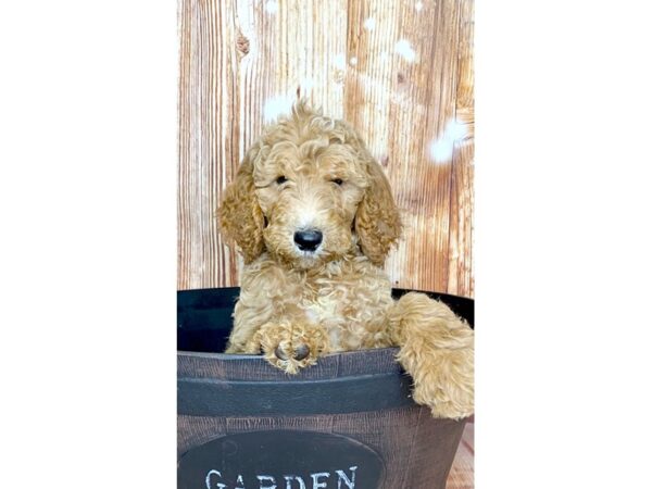 Goldendoodle DOG Male Apricot White 6092 Petland Ashland, Kentucky