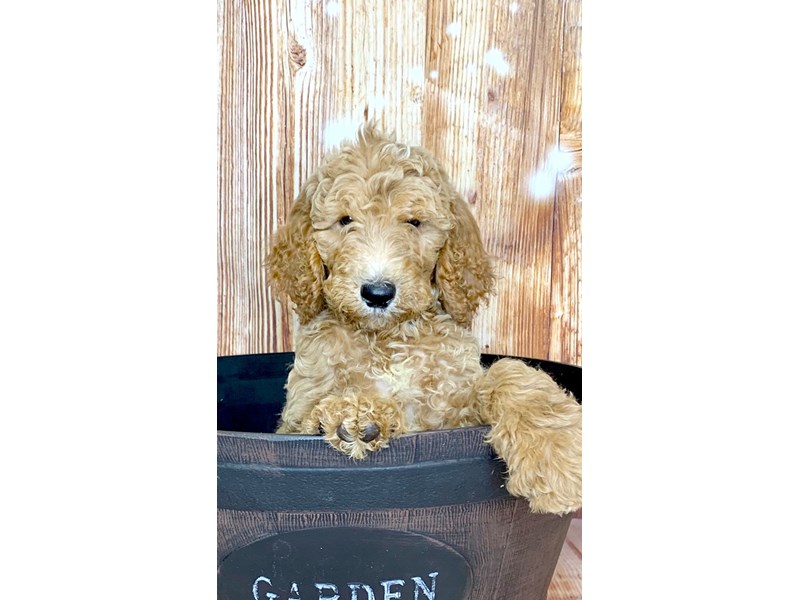 Goldendoodle Puppy Apricot White ID6092 Located at Petland Ashland