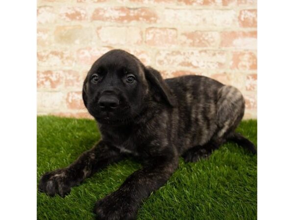 English Mastiff DOG Male Brindle 6099 Petland Ashland, Kentucky