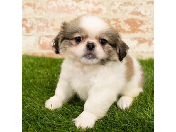 Pekingese DOG Male Cream Sable 6102 Petland Ashland, Kentucky