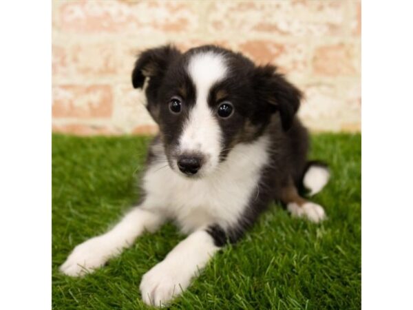 Shetland Sheepdog-DOG-Male-Black-6103-Petland Ashland, Kentucky