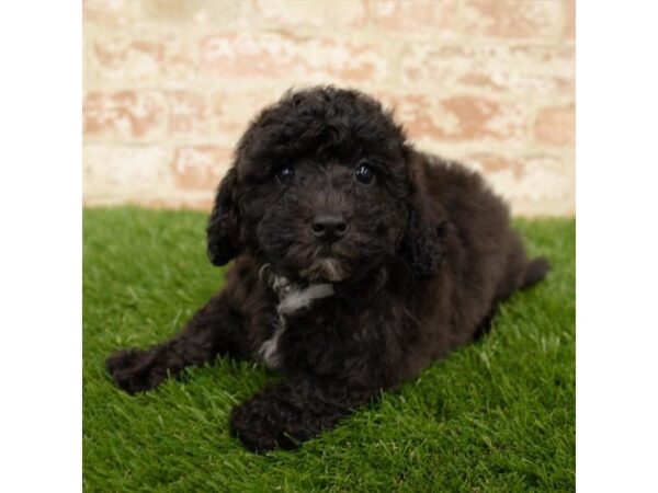 Bichapoo DOG Male Black 6096 Petland Ashland, Kentucky