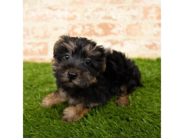 Morkie DOG Male Black / Tan 6098 Petland Ashland, Kentucky