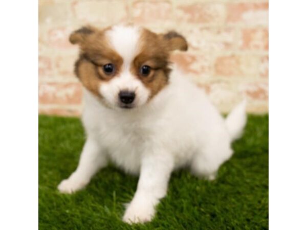 Papillon DOG Female Red / White 6101 Petland Ashland, Kentucky