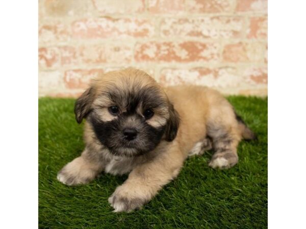 Lhasa Apso DOG Male Golden 6100 Petland Ashland, Kentucky