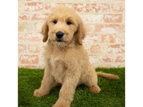 Goldendoodle DOG Male Golden 6097 Petland Ashland, Kentucky