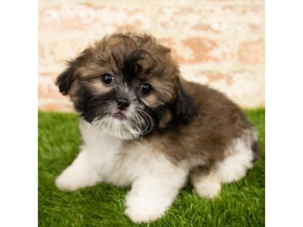 ShizaPoo-DOG-Female-Gold-6104-Petland Ashland, Kentucky