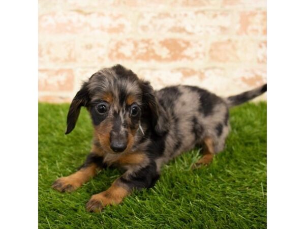 Dachshund DOG Female Black / Tan 6105 Petland Ashland, Kentucky