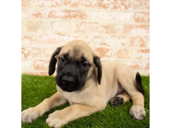 English Mastiff-DOG-Female-Fawn-6106-Petland Ashland, Kentucky