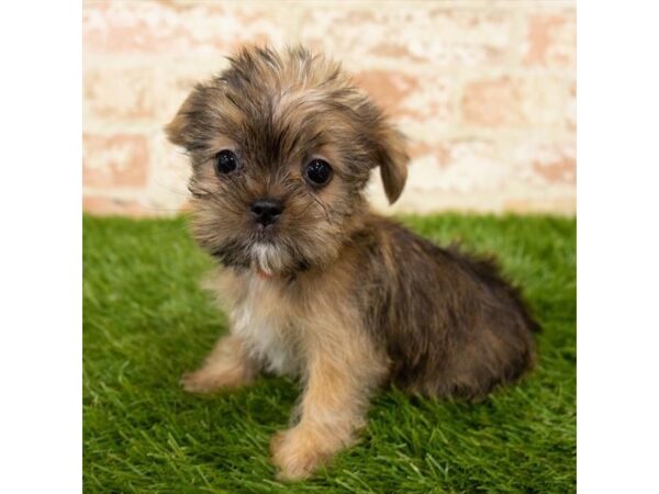 Shorkie DOG Female Gold 6108 Petland Ashland, Kentucky