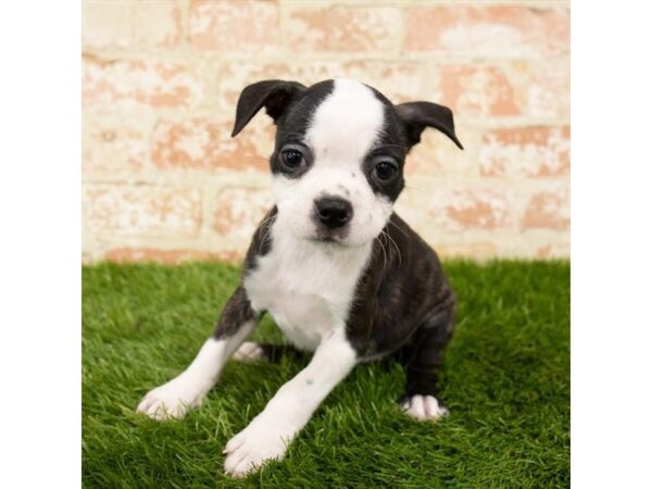 Boston Terrier DOG Female Brindle / White 6109 Petland Ashland, Kentucky