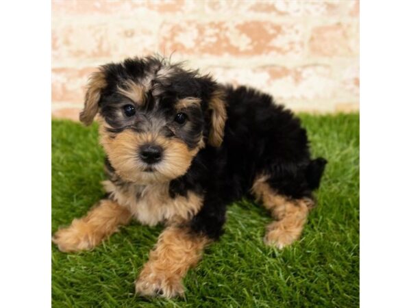 SilkyChon-DOG-Male-Black / Tan-6107-Petland Ashland, Kentucky