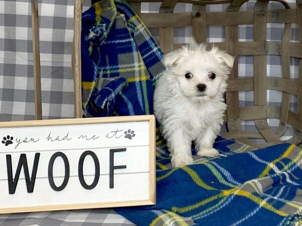 Maltese DOG Male White 6116 Petland Ashland, Kentucky