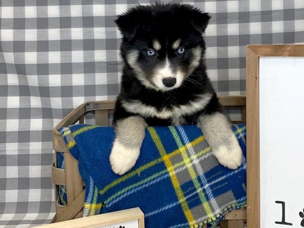 Pomsky DOG Female Black / Tan 6113 Petland Ashland, Kentucky