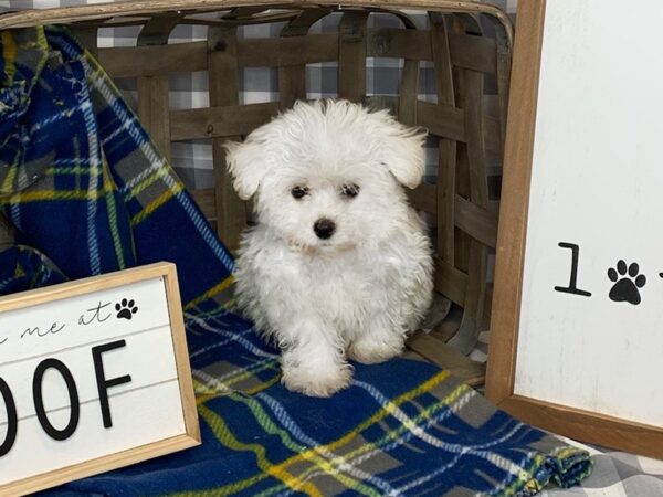 ShizaPoo-DOG-Male-Cream-6112-Petland Ashland, Kentucky