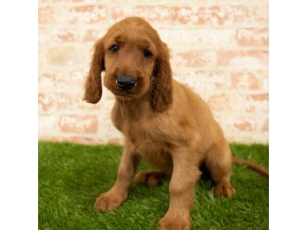 Irish Setter DOG Female Red 6123 Petland Ashland, Kentucky