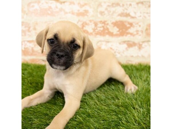 Puggle DOG Male Fawn 6121 Petland Ashland, Kentucky