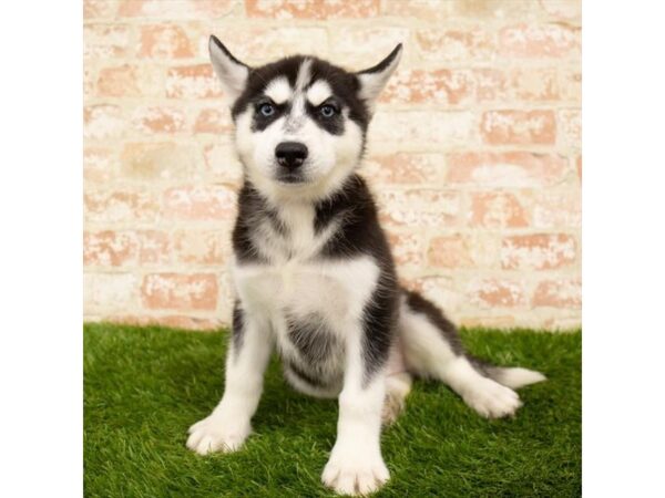 Siberian Husky DOG Female Black / White 6125 Petland Ashland, Kentucky