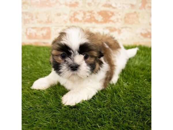 Shih Tzu DOG Male Brindle / White 6124 Petland Ashland, Kentucky