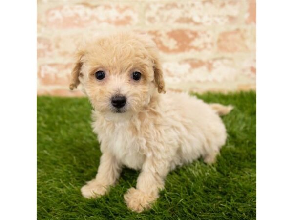 Maltipoo DOG Female Cream 6122 Petland Ashland, Kentucky