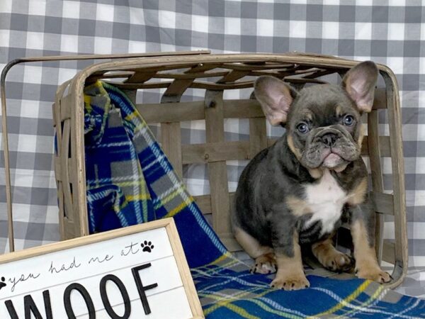 Mini Bulldog DOG Female Blue Fawn 6119 Petland Ashland, Kentucky