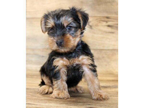 Yorkshire Terrier DOG Male Black / Tan 6128 Petland Ashland, Kentucky