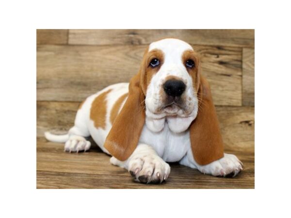 Basset Hound DOG Female Lemon / White 6126 Petland Ashland, Kentucky