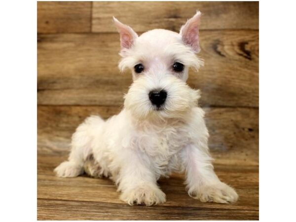 Miniature Schnauzer DOG Female White 6127 Petland Ashland, Kentucky