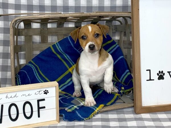 Jack Russell Terrier-DOG-Male-Red / White-6131-Petland Ashland, Kentucky