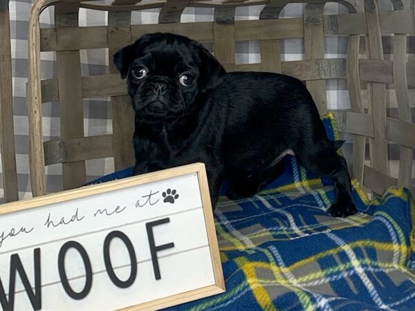 Pug DOG Female Black 6138 Petland Ashland, Kentucky