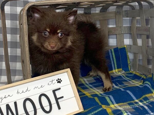 Pomeranian DOG Male Chocolate / Tan 6137 Petland Ashland, Kentucky