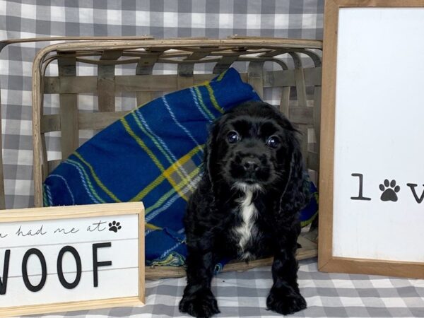 Cocker Spaniel DOG Female Black 6134 Petland Ashland, Kentucky