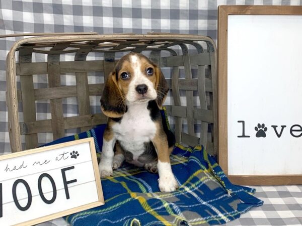 Beagle DOG Male Black White / Tan 6136 Petland Ashland, Kentucky