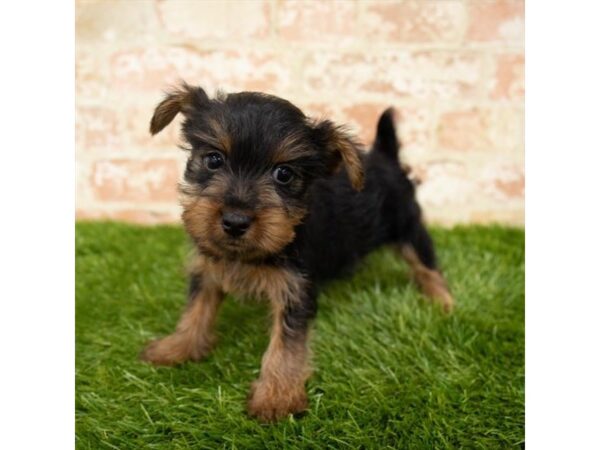 Yorkshire Terrier DOG Male Black / Tan 6144 Petland Ashland, Kentucky