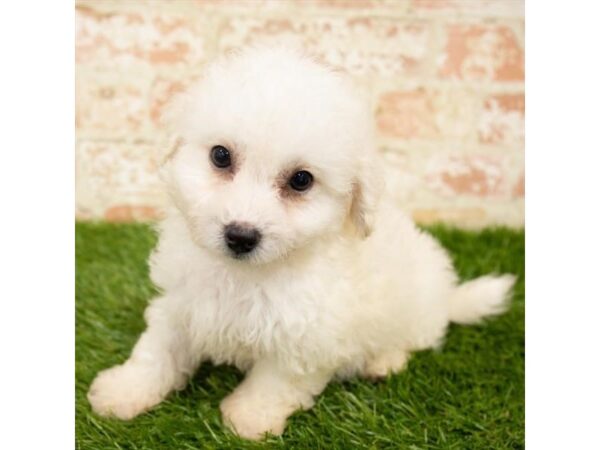 Bichon Frise DOG Male White 6140 Petland Ashland, Kentucky