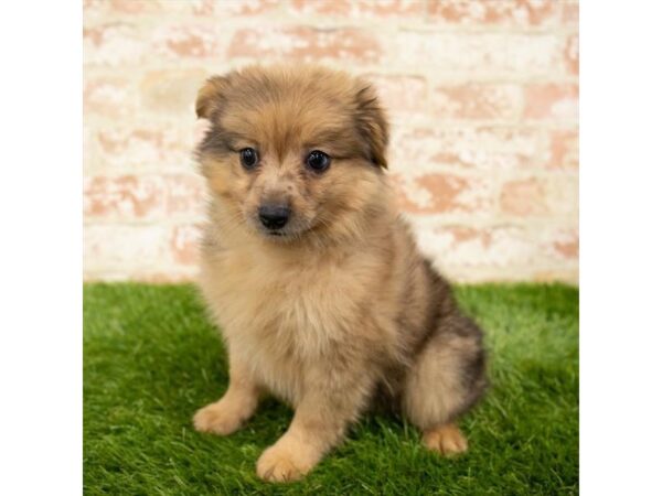 Pomapoo DOG Female Red Sable 6139 Petland Ashland, Kentucky