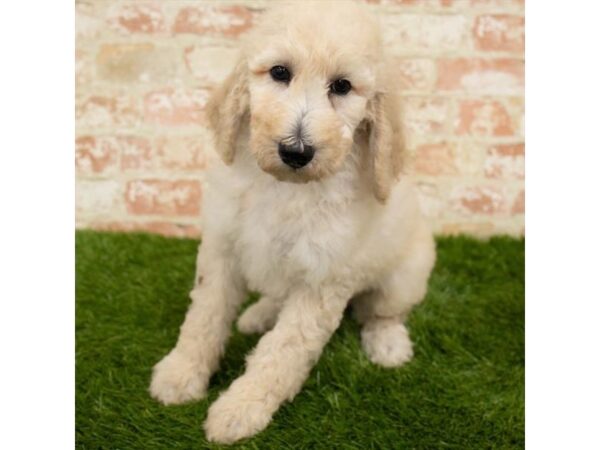 Poodle DOG Female Cream 6143 Petland Ashland, Kentucky