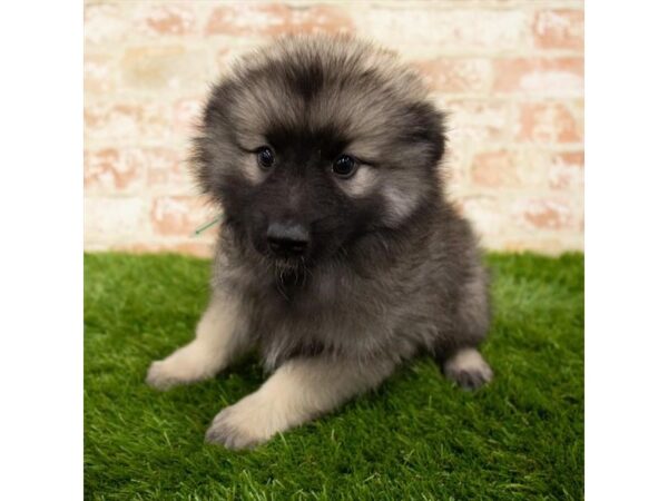 Keeshond-DOG-Male-Silver Sable-6142-Petland Ashland, Kentucky