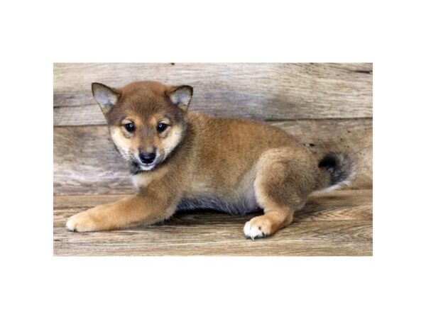 Shiba Inu DOG Male Red Sesame 6146 Petland Ashland, Kentucky