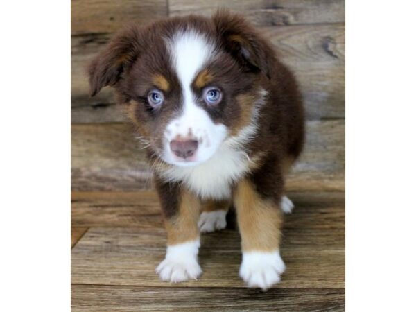 Miniature Australian Shepherd DOG Female Red / White 6145 Petland Ashland, Kentucky