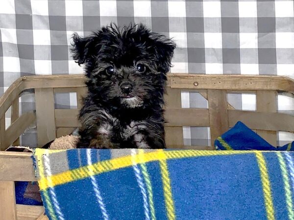 Yorkie Chon-DOG-Female-BLK TAN-6149-Petland Ashland, Kentucky