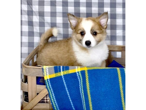 Aussie Mo-DOG-Male-Sable White-6148-Petland Ashland, Kentucky