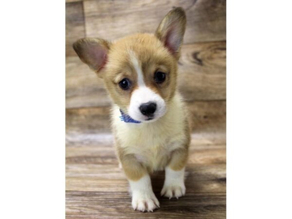 Pembroke Welsh Corgi DOG Male Sable / White 6153 Petland Ashland, Kentucky