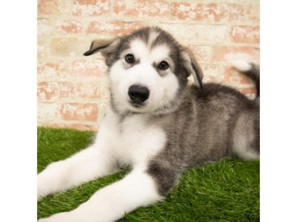 Alaskan Malamute DOG Male Sable / White 6157 Petland Ashland, Kentucky