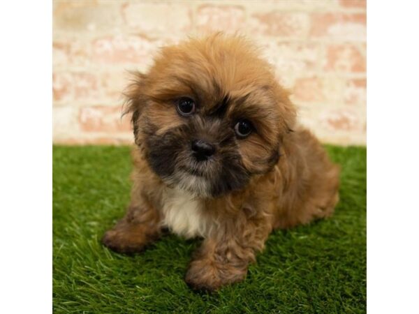 Lhasa Apso DOG Male Golden 6159 Petland Ashland, Kentucky