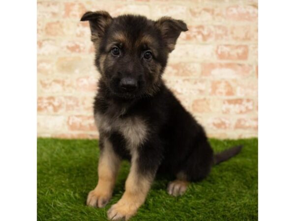 German Shepherd Dog DOG Male Black / Tan 6154 Petland Ashland, Kentucky