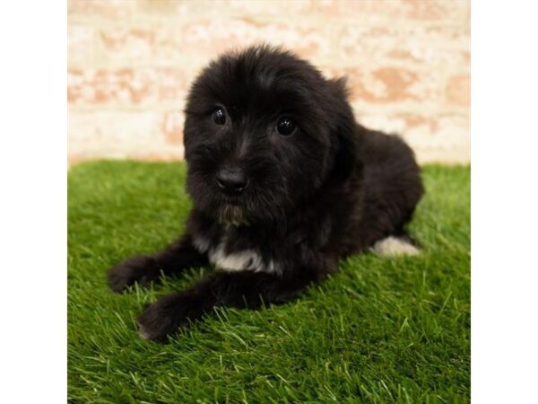 Yorkiepoo DOG Male Black 6155 Petland Ashland, Kentucky